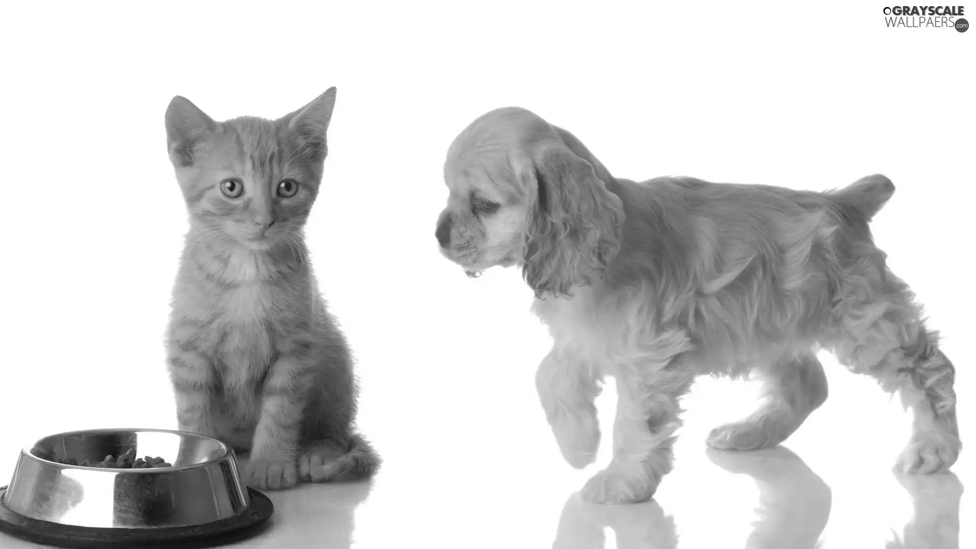 dog, Metal, bowl, cat