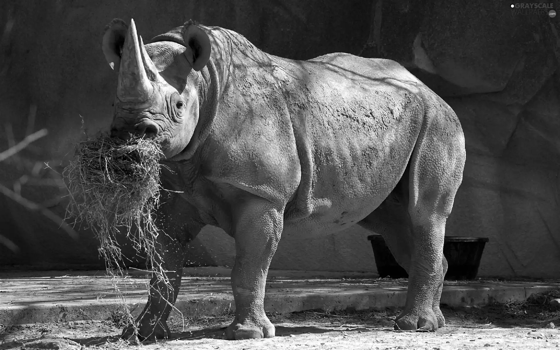 bowl, Rhino, grass