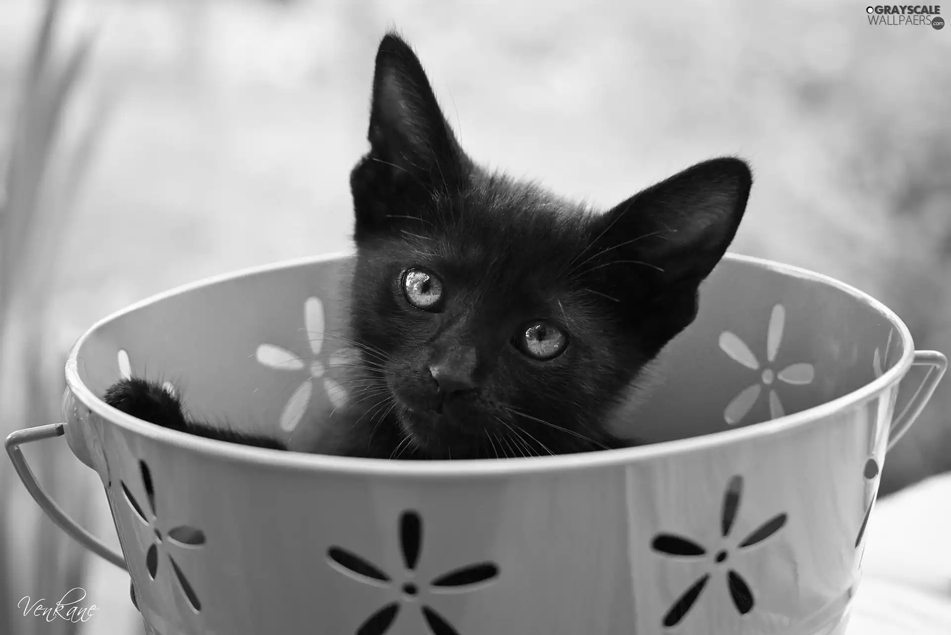bowl, Black, kitten