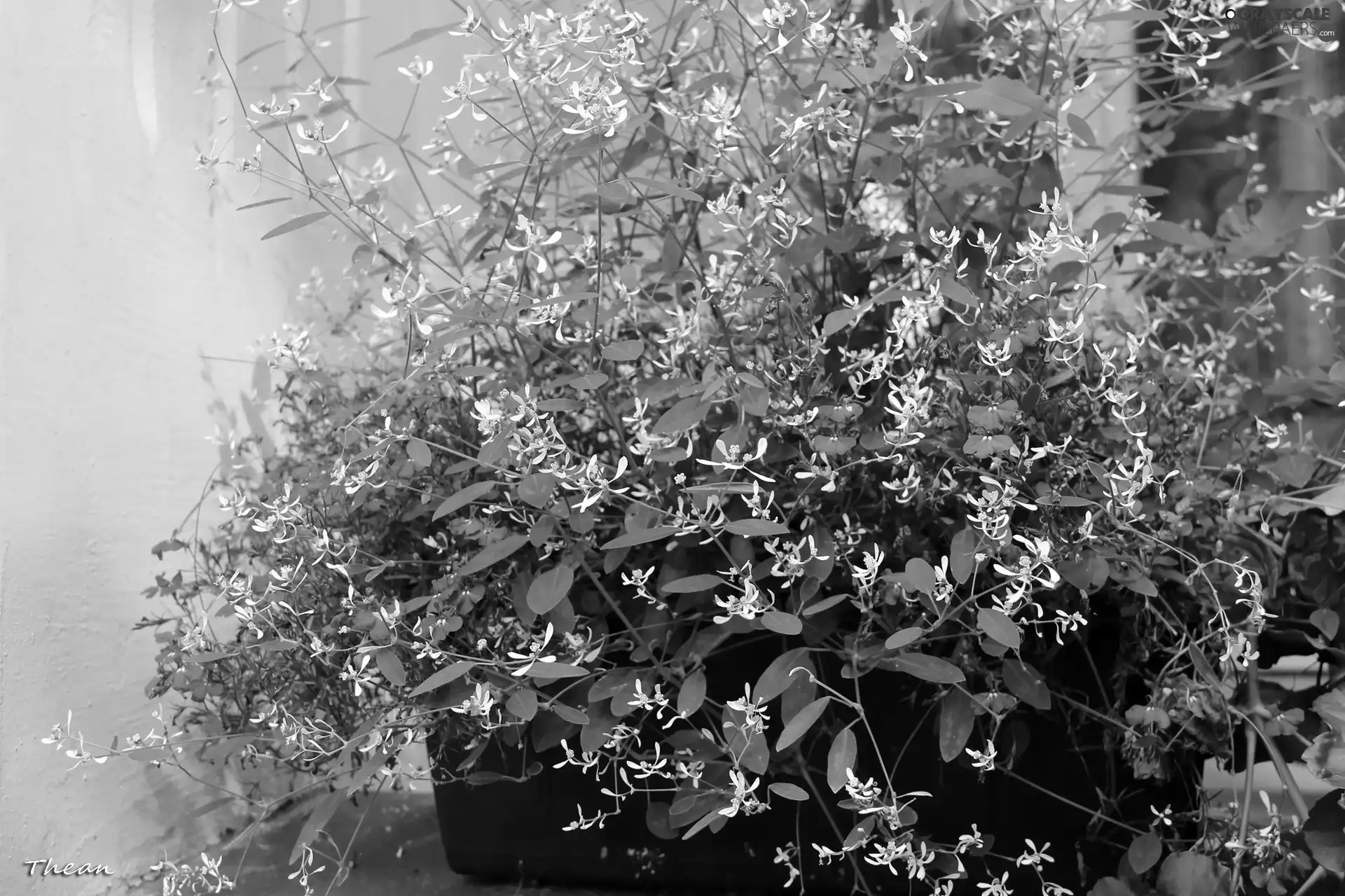 White, Flowers, bowl, Blue