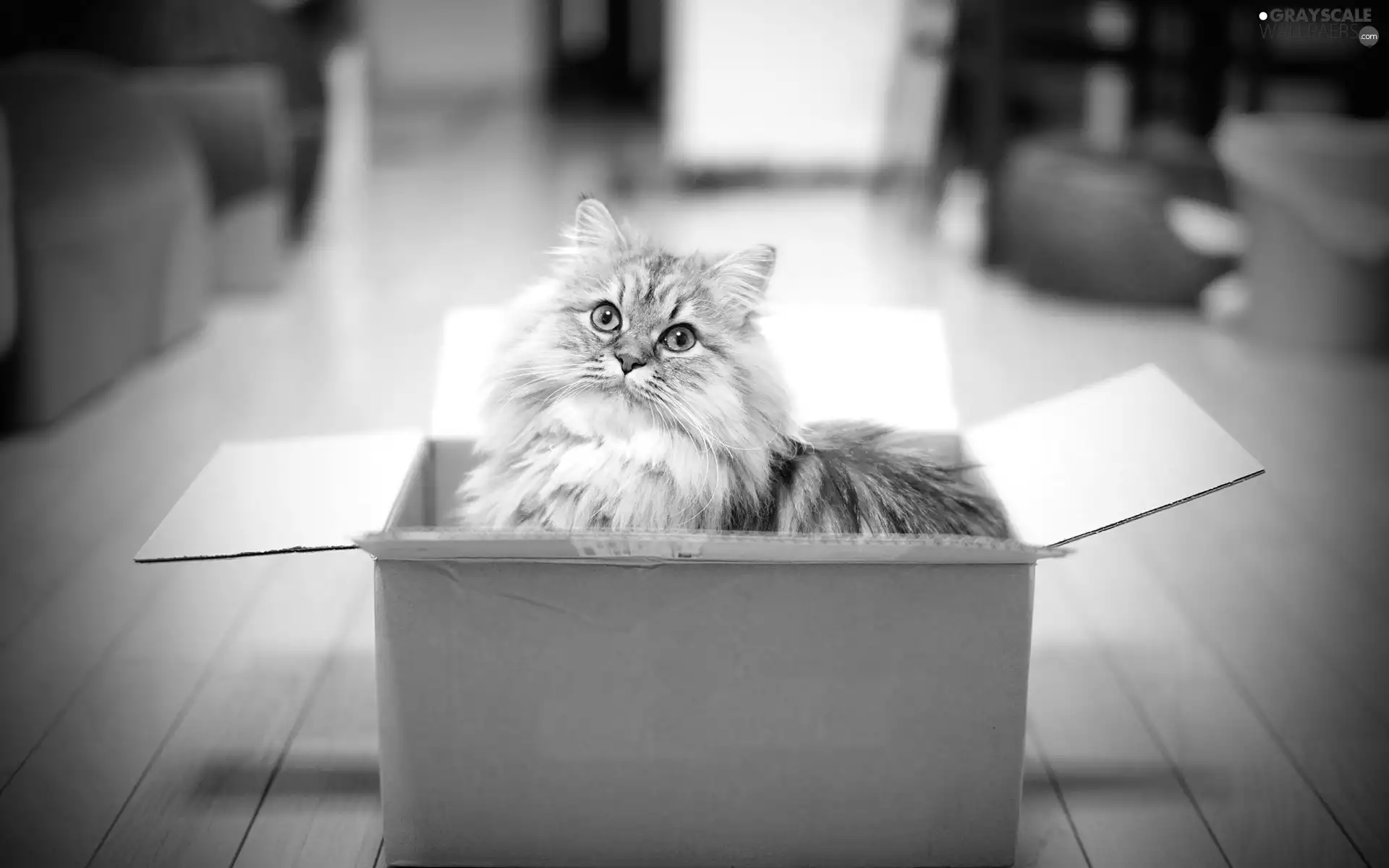 cat, Box