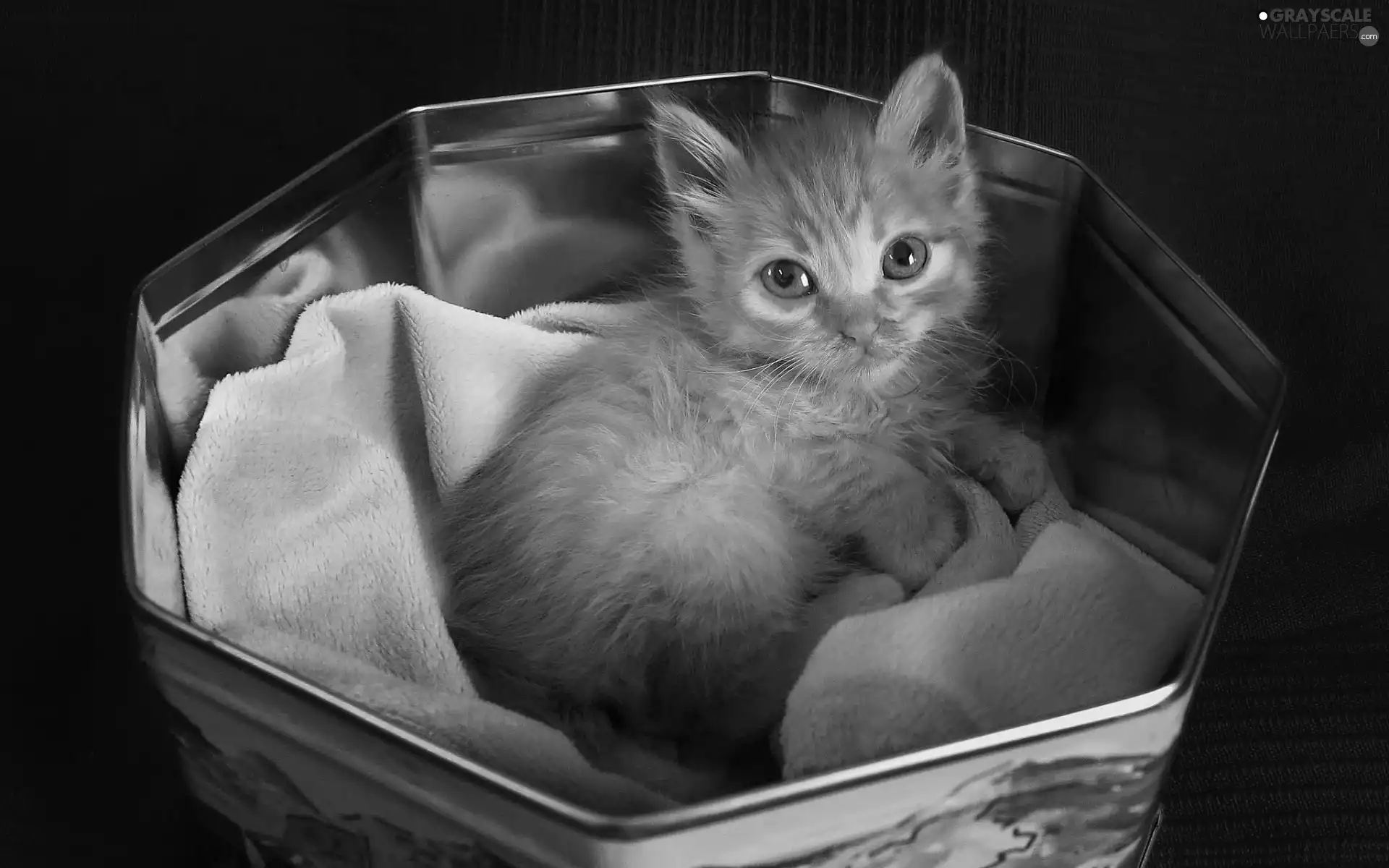 Box, ginger, kitten