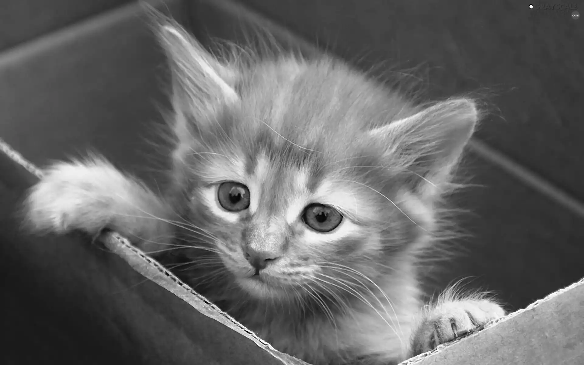 kitten, Box
