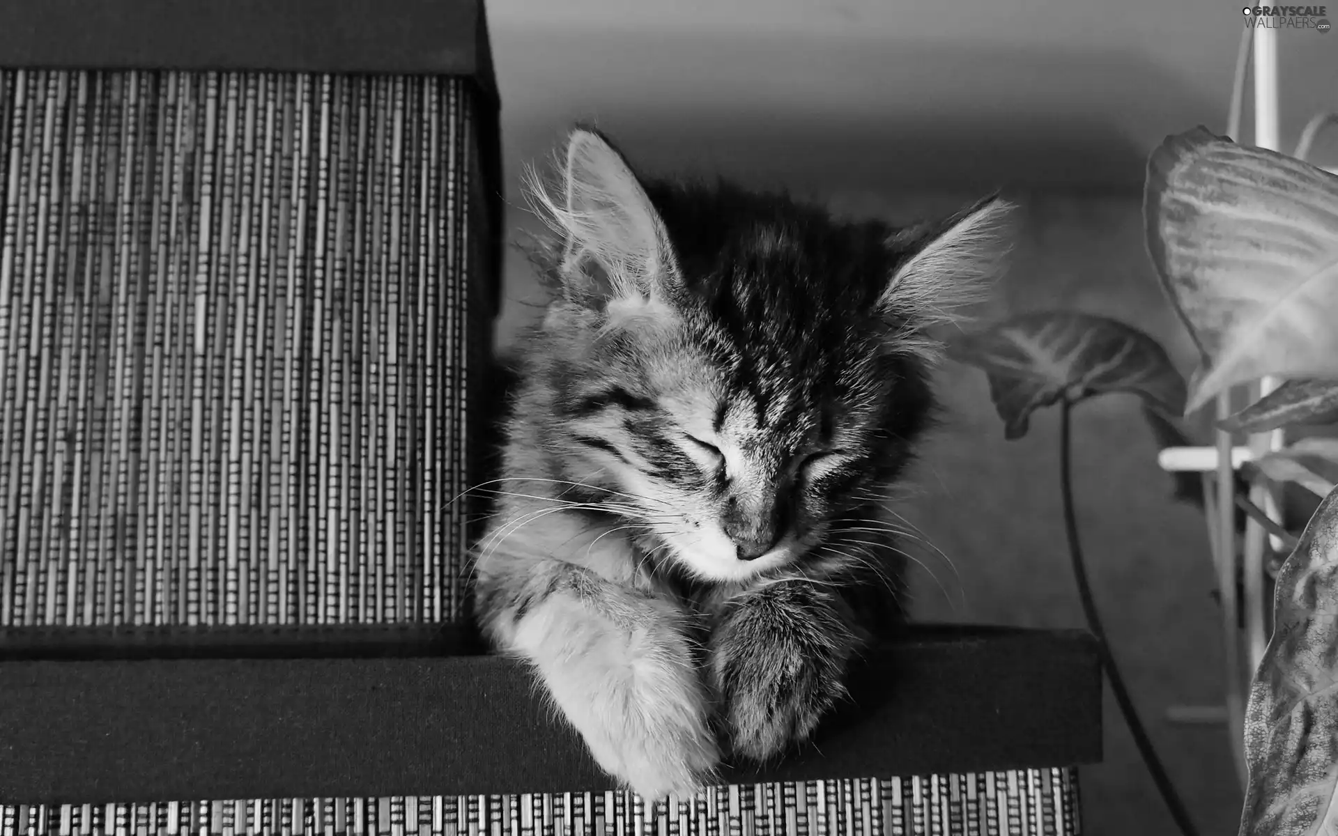 Colourfull Flowers, kitten, Boxes