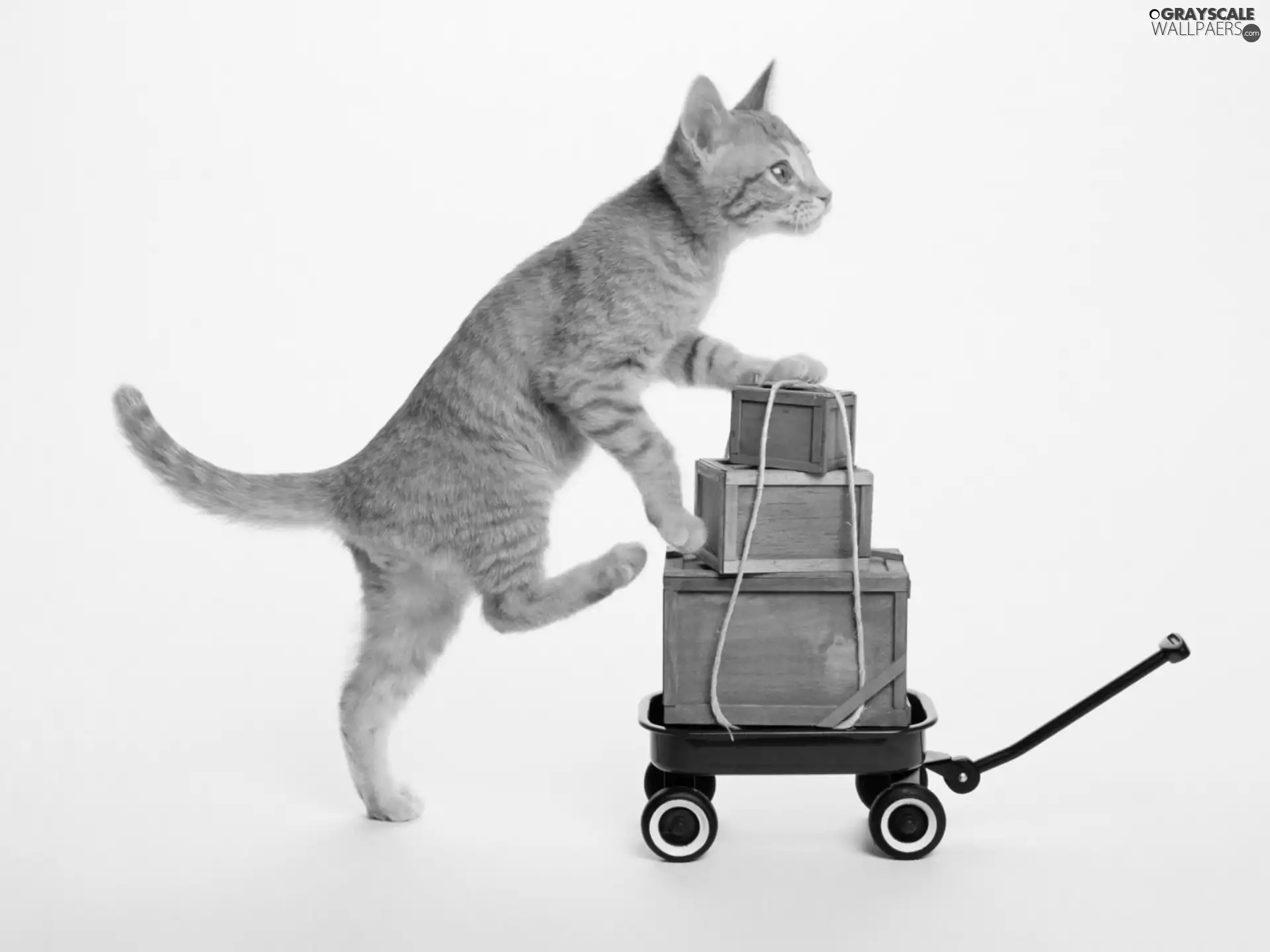 funny, trolley, Boxes, cat