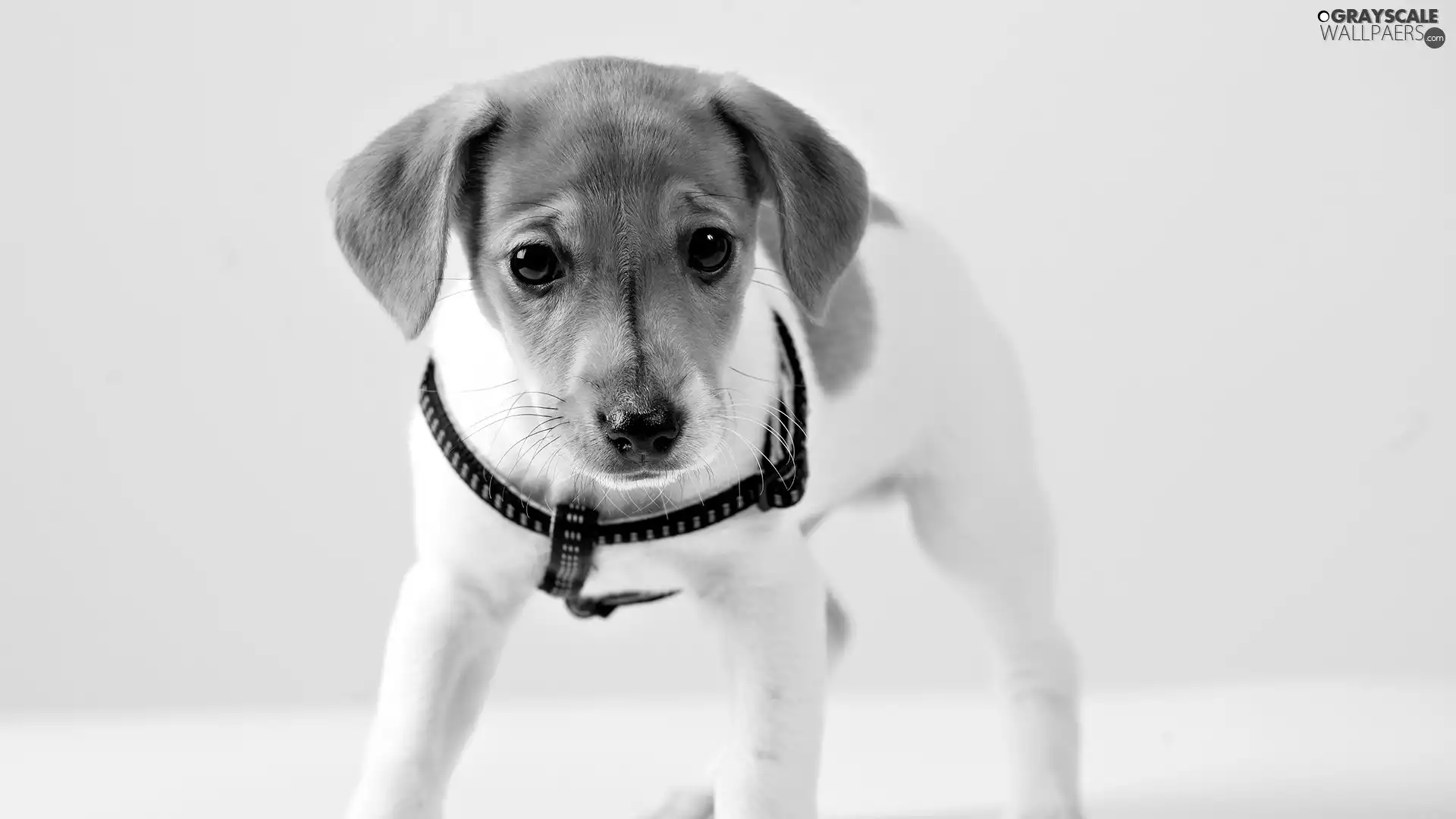 braces, small, doggie