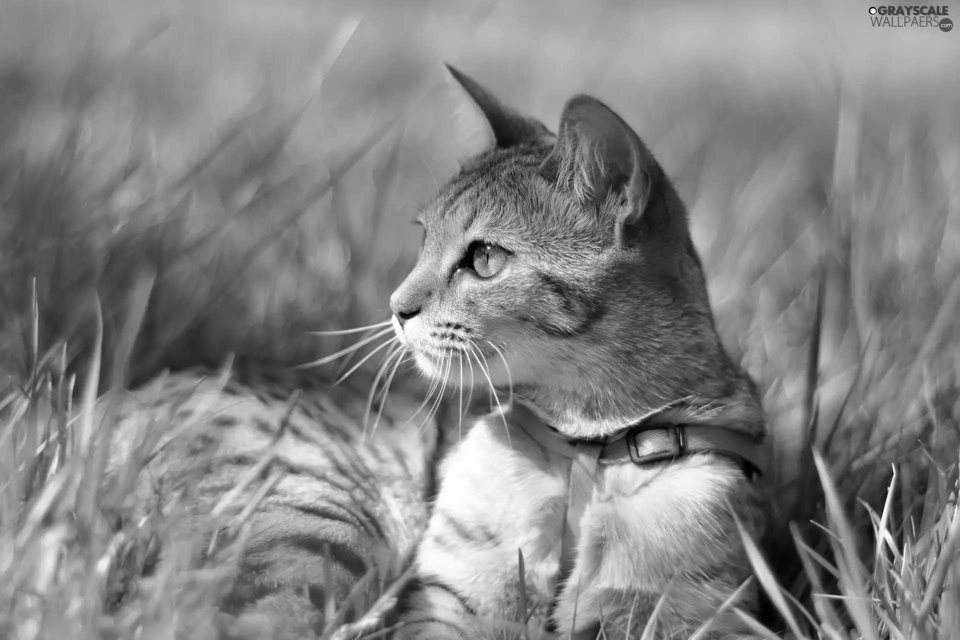 braces, cat, grass
