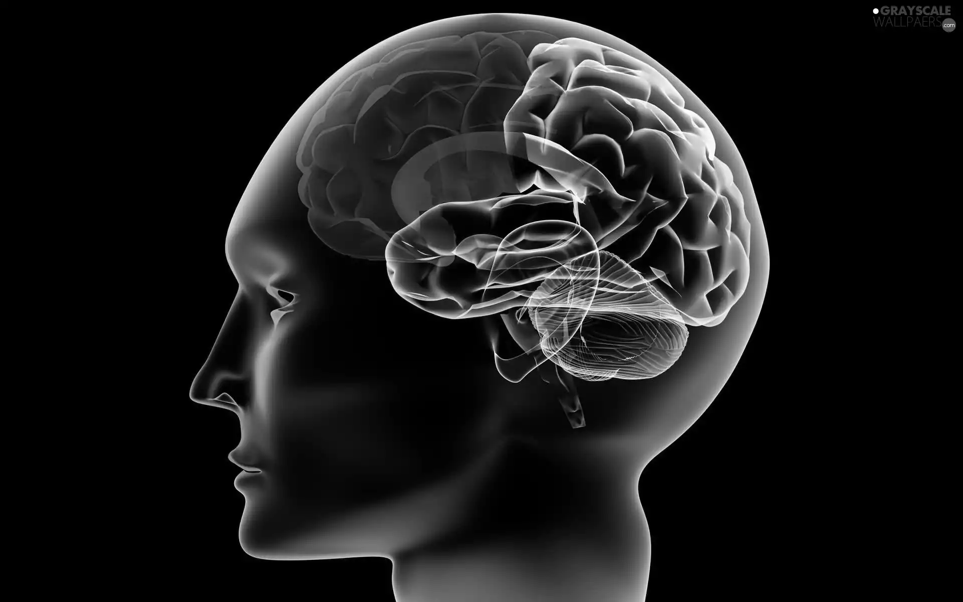 color, brain