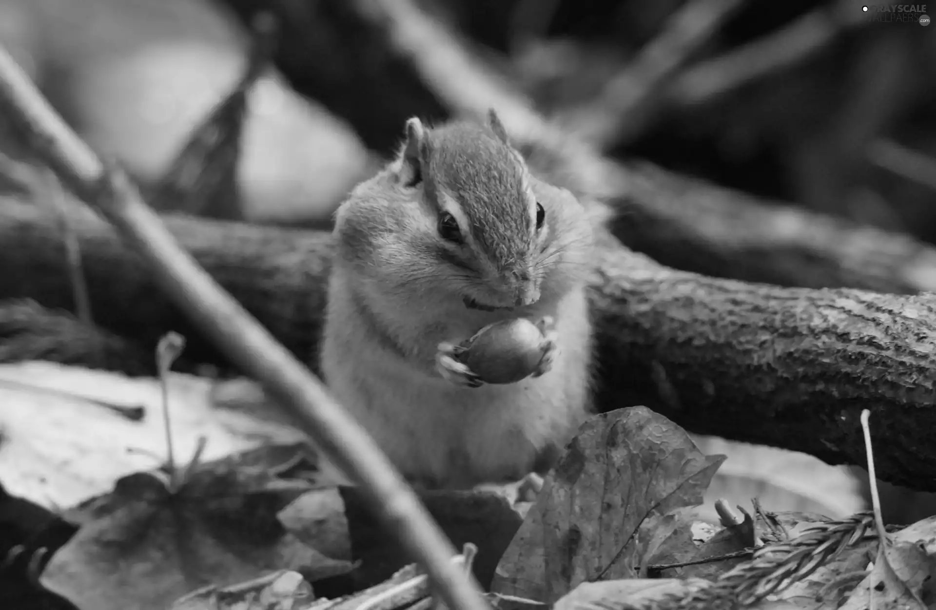 branch, squirrel, acorn