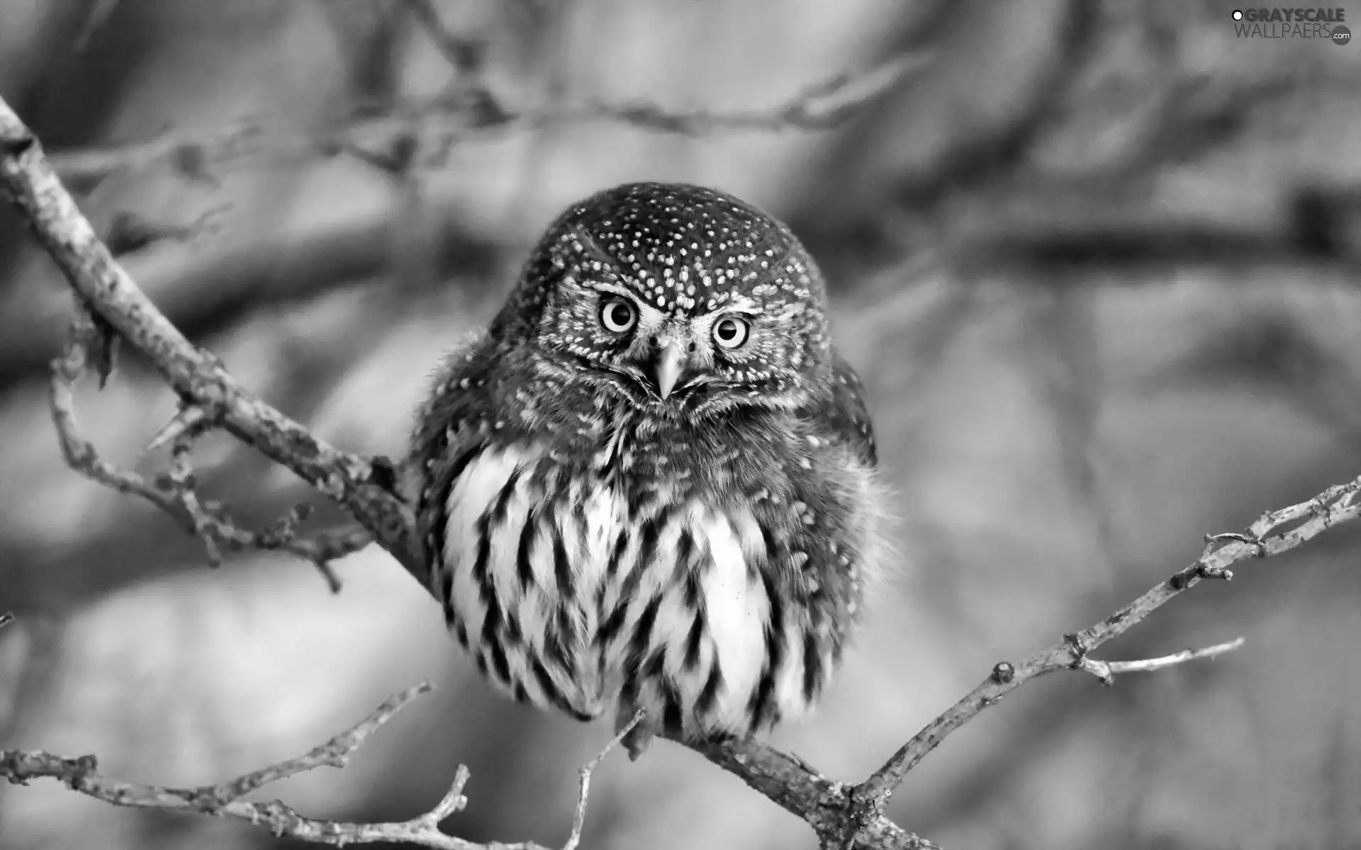 branch, owl, an