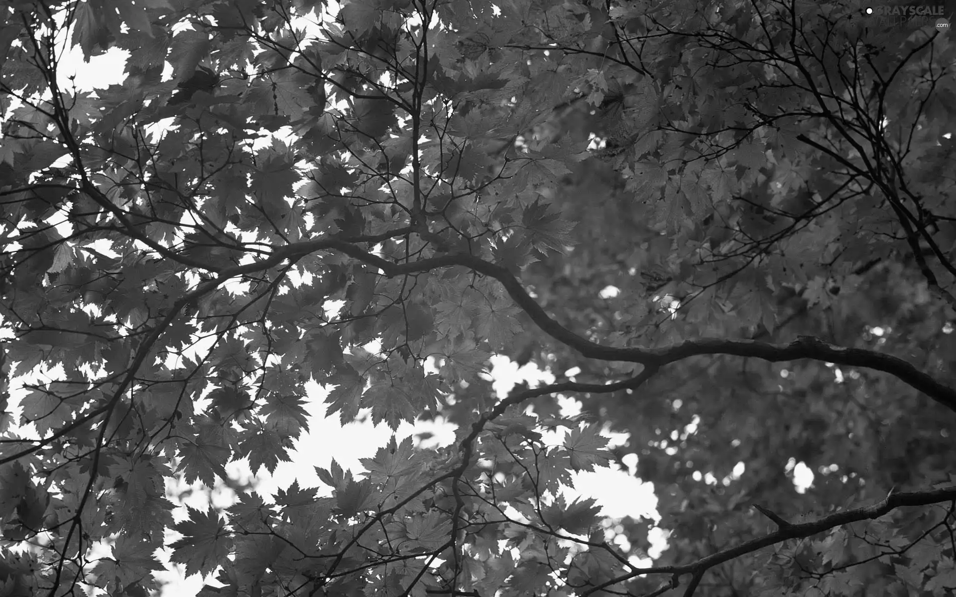 autumn, Leaf, branch, Red