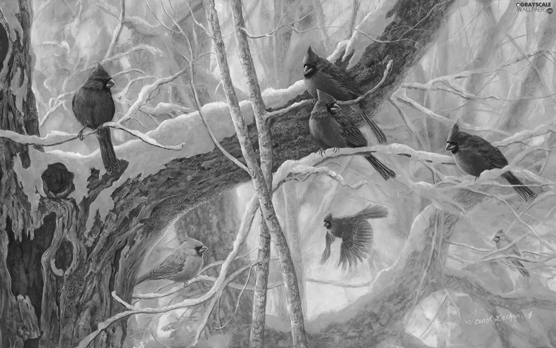birds, trees, branch pics, Cardinals