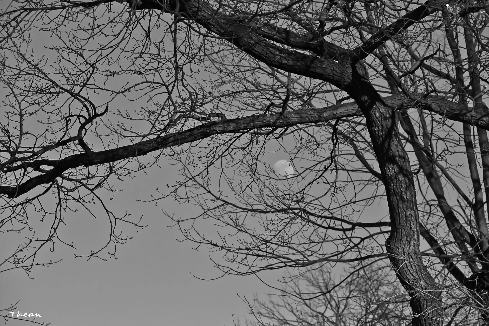 blue, trees, branch pics, Sky