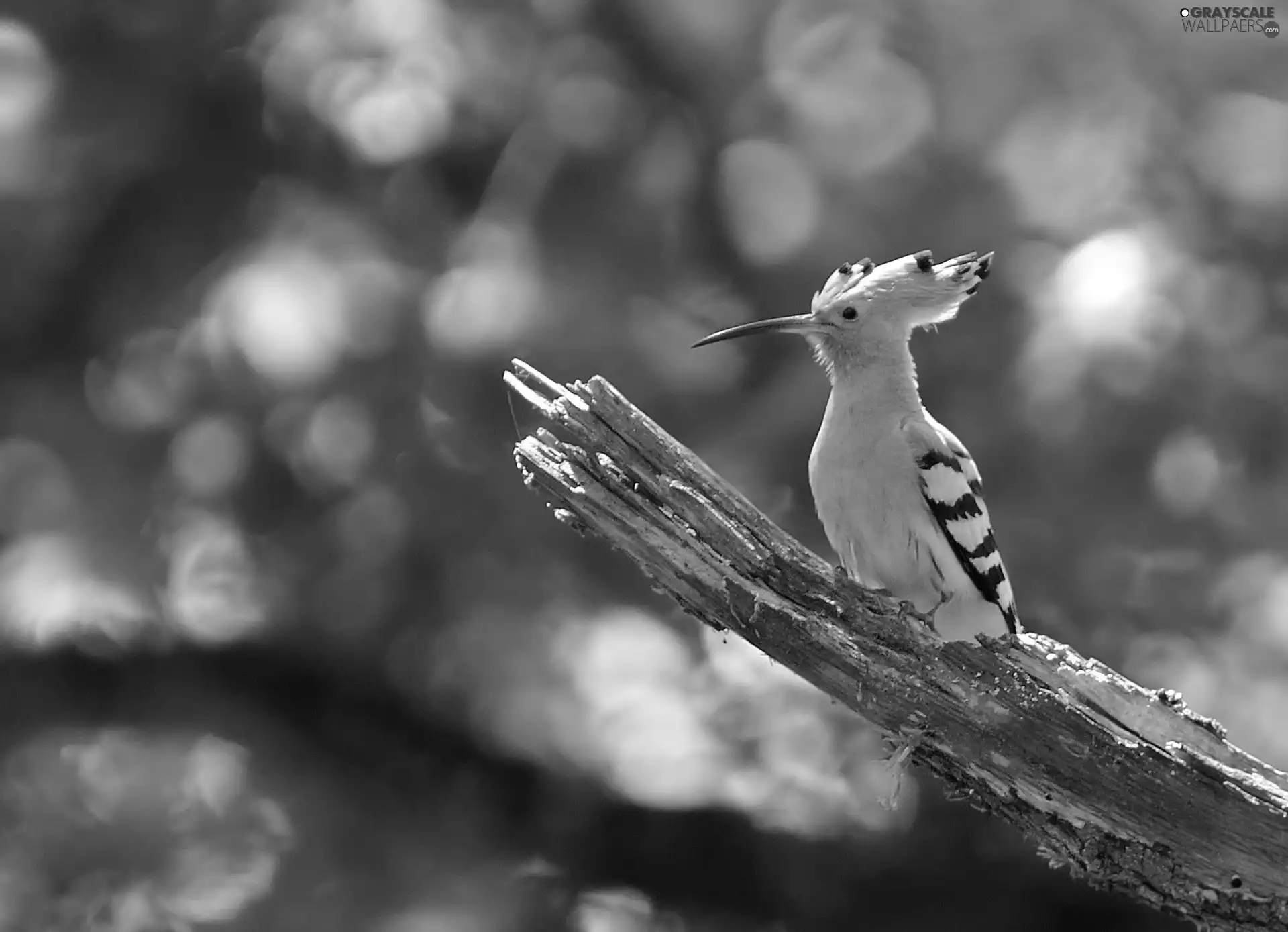 branch, Bird, booby