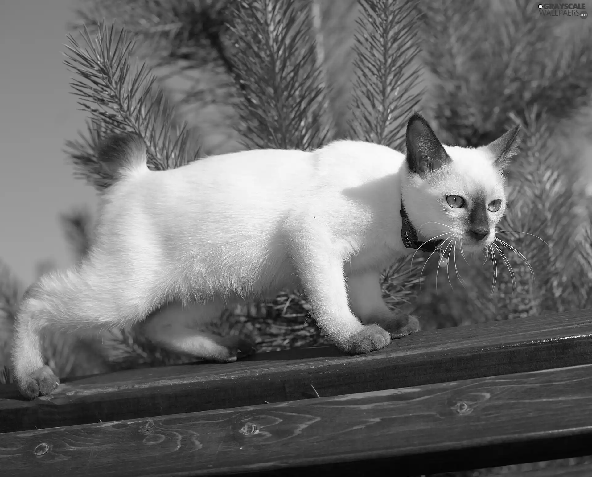 cat, board, branch pics, White