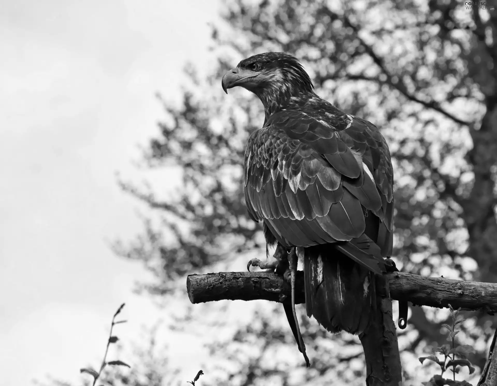 eagle, branch