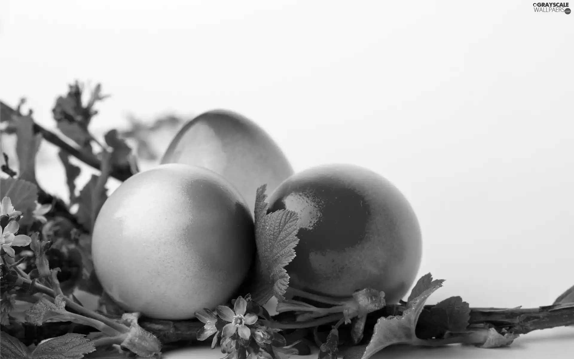 branch, Easter, eggs, Blossoming, color