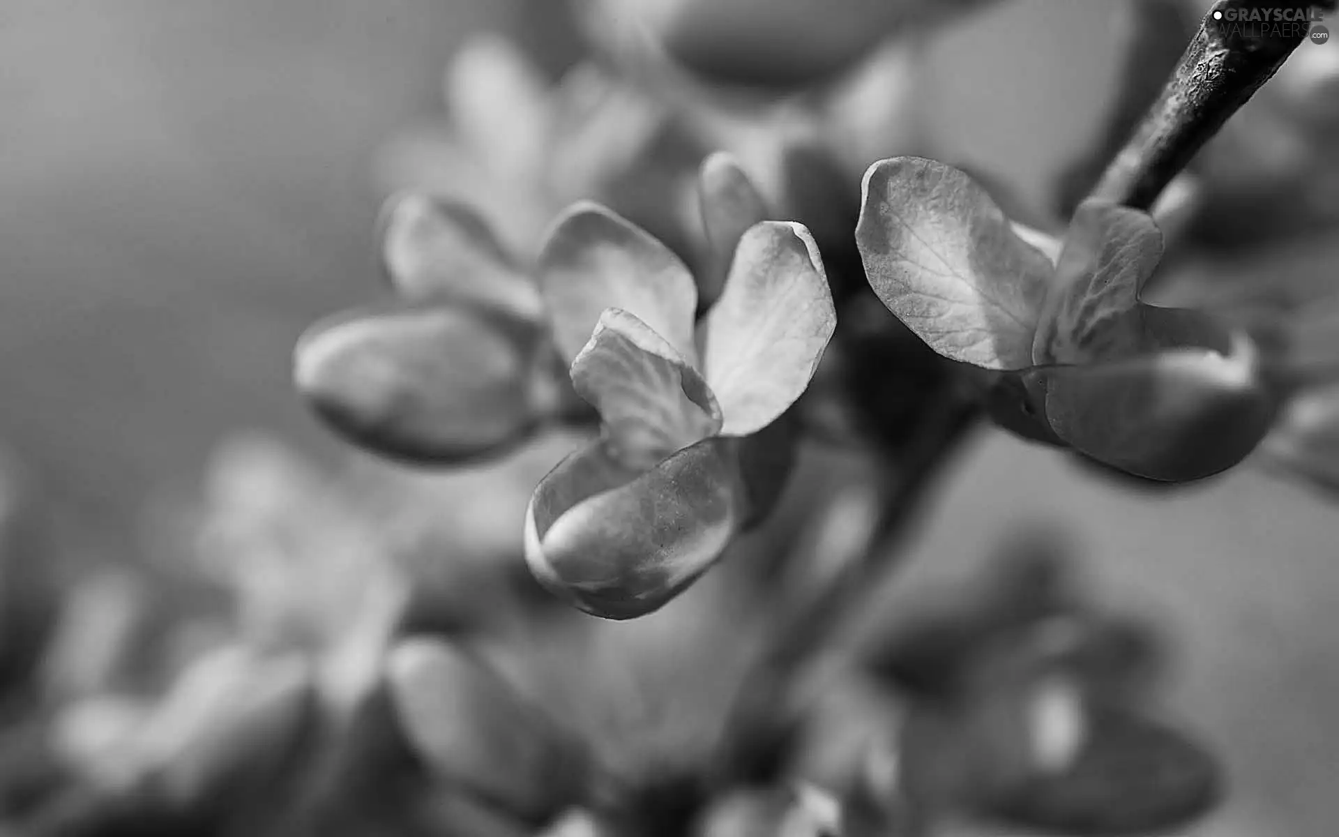 branch, Pink, Flowers