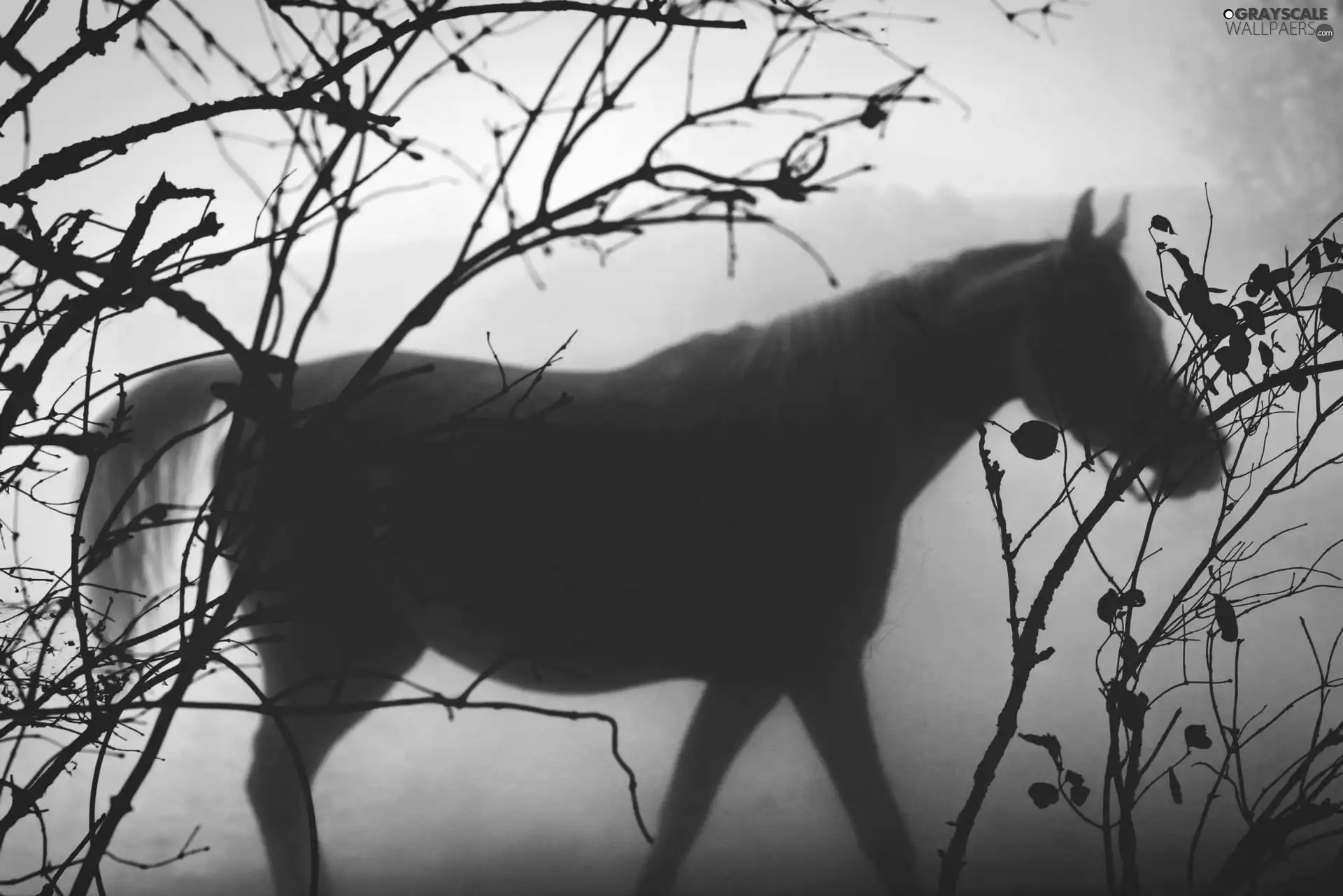 Fog, Horse, branch pics