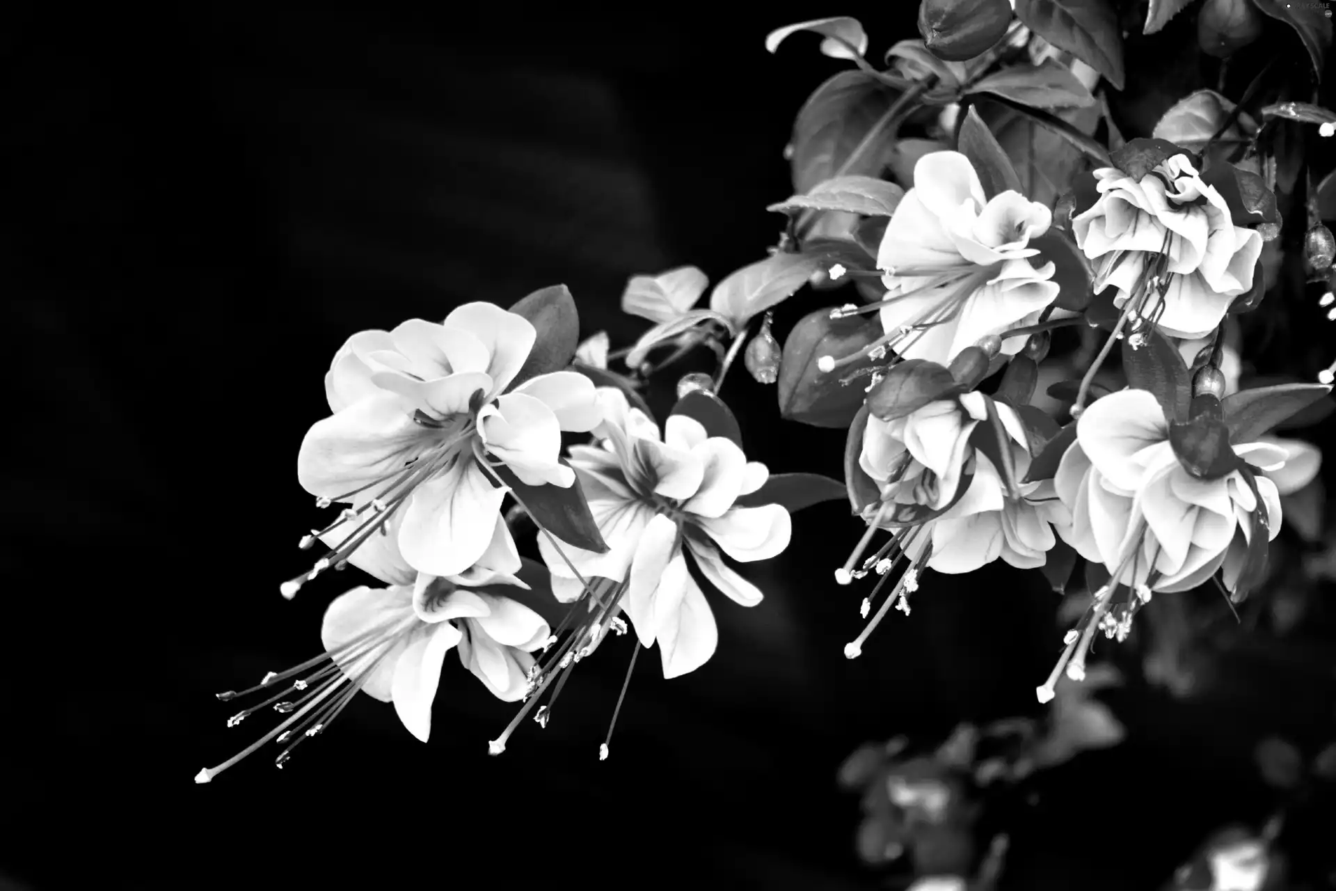 branch, Blossoming, fuchsia