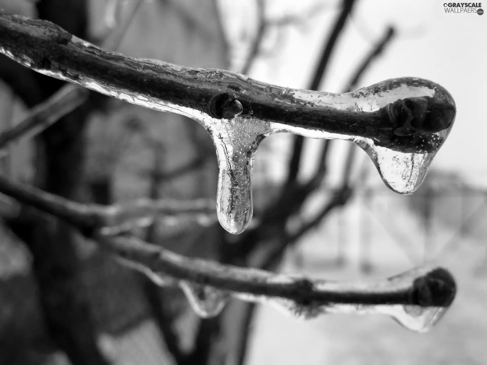 branch pics, Icecream