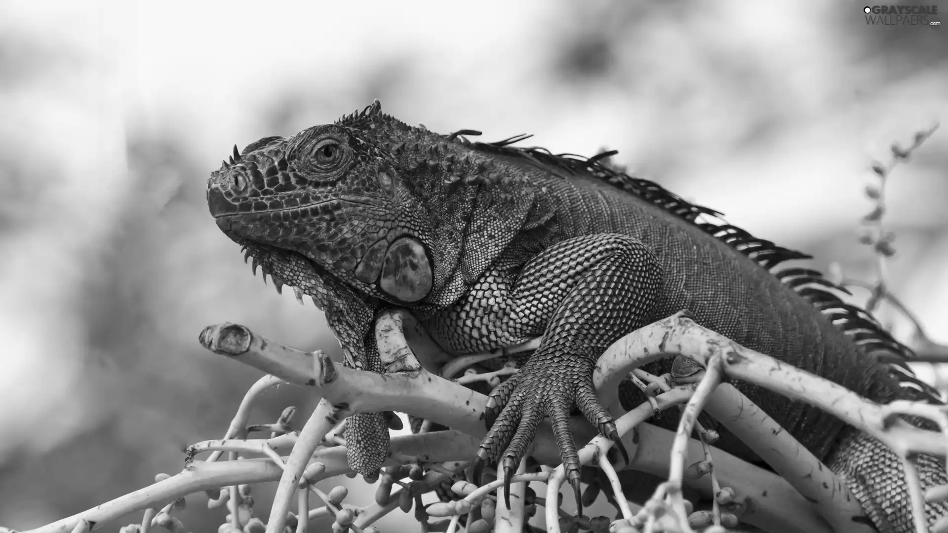 branch, reptile, Iguana