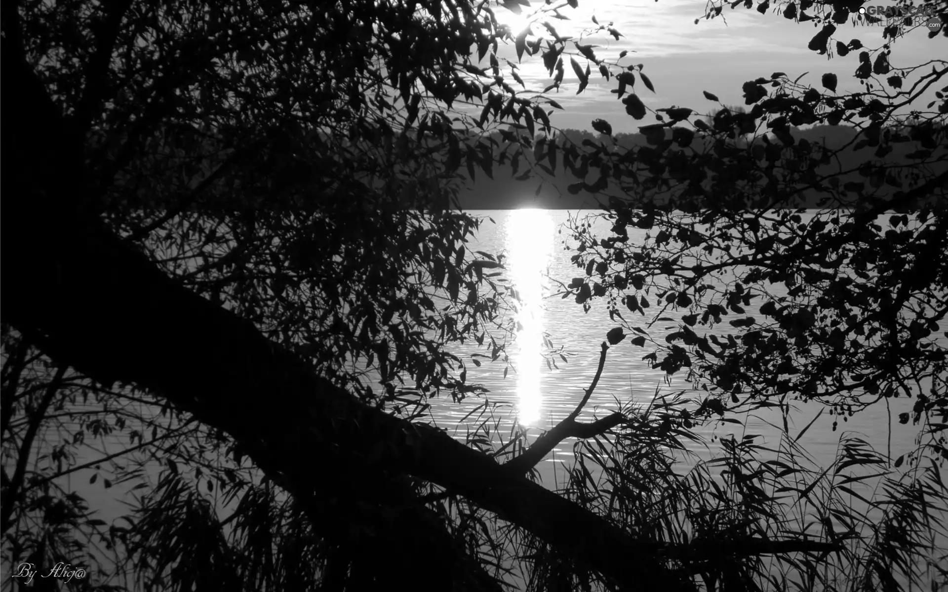 lake, sun, branch pics, west