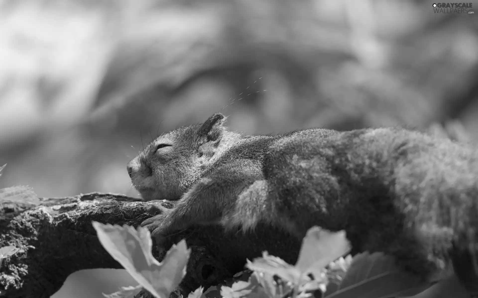 laying, an, branch, squirrel