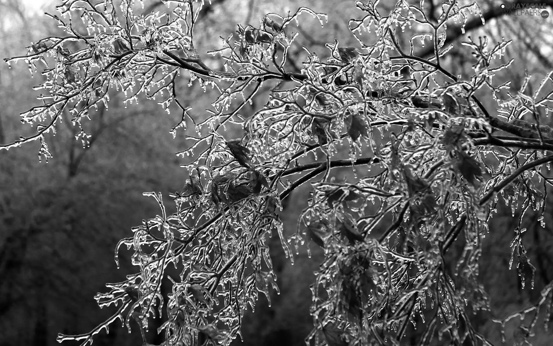Leaf, icy, branch pics