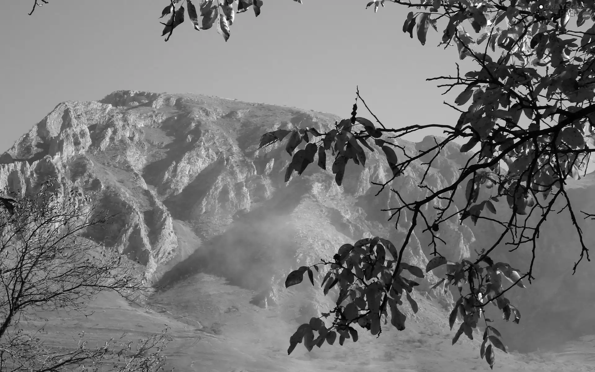 Leaf, Mountains, branch pics