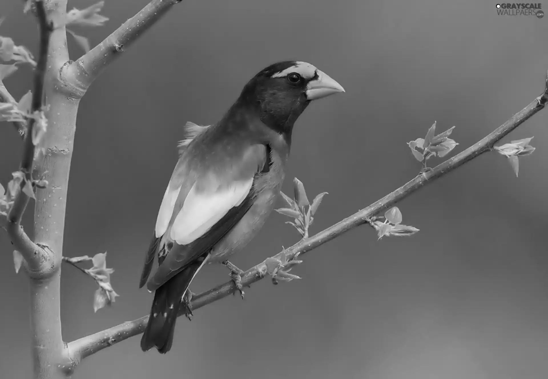 branch, Bird, sapling