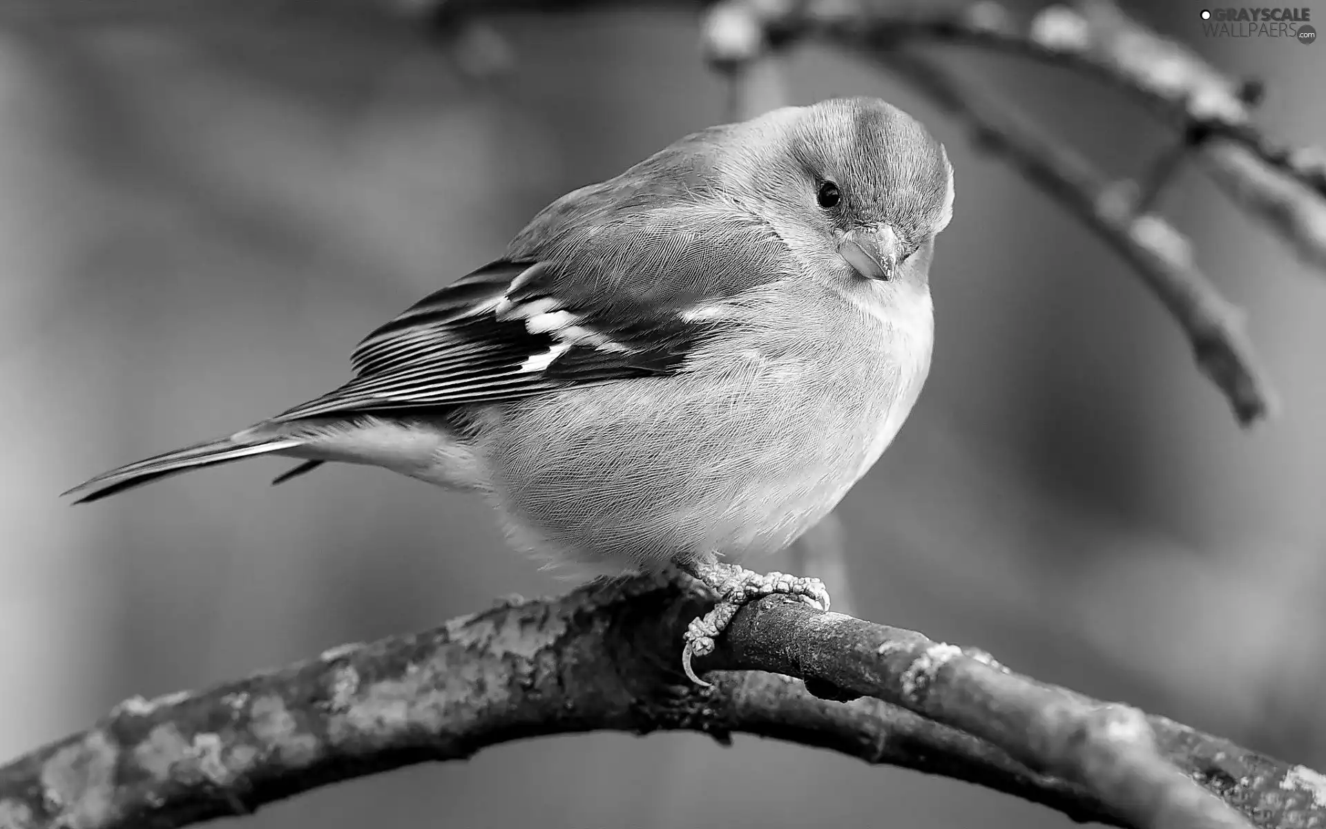 branch, Bird, Sparrow