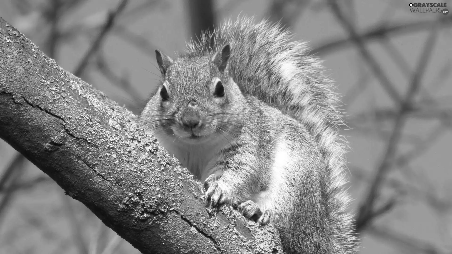 squirrel, branch