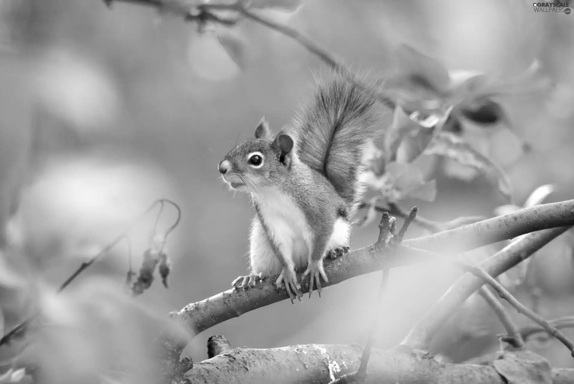 branch, Ginger, squirrel