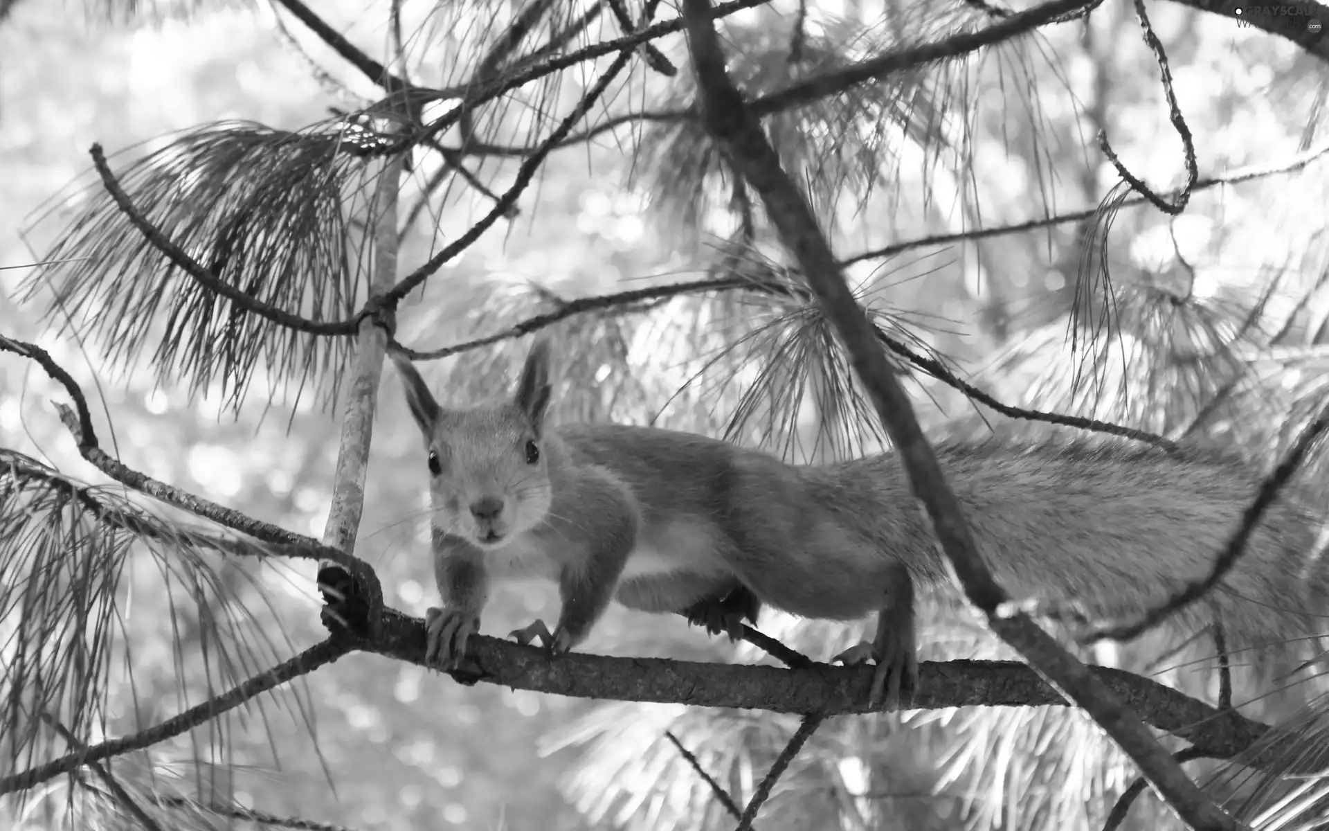 squirrel, branch