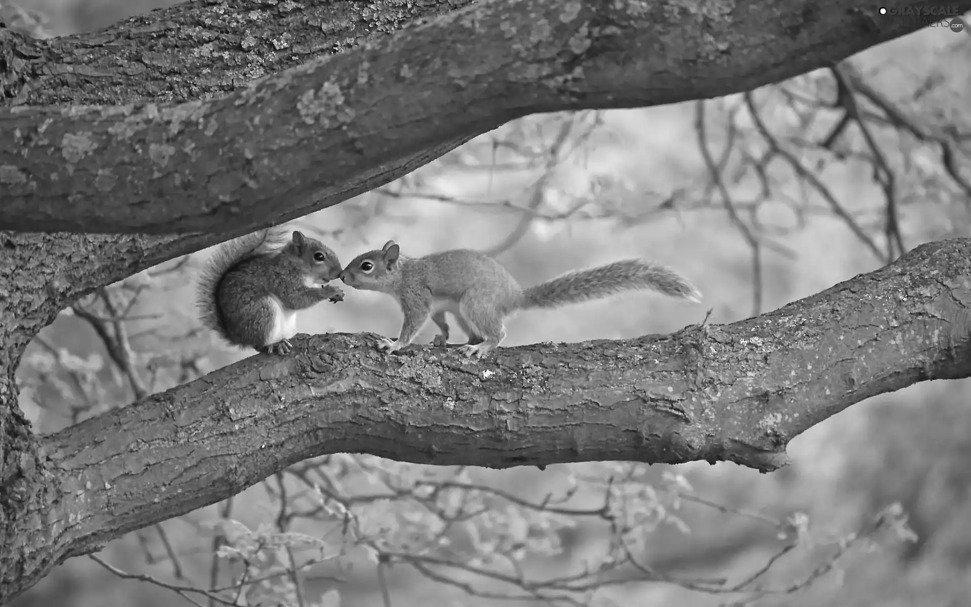 squirrels, branches, branch pics, trees