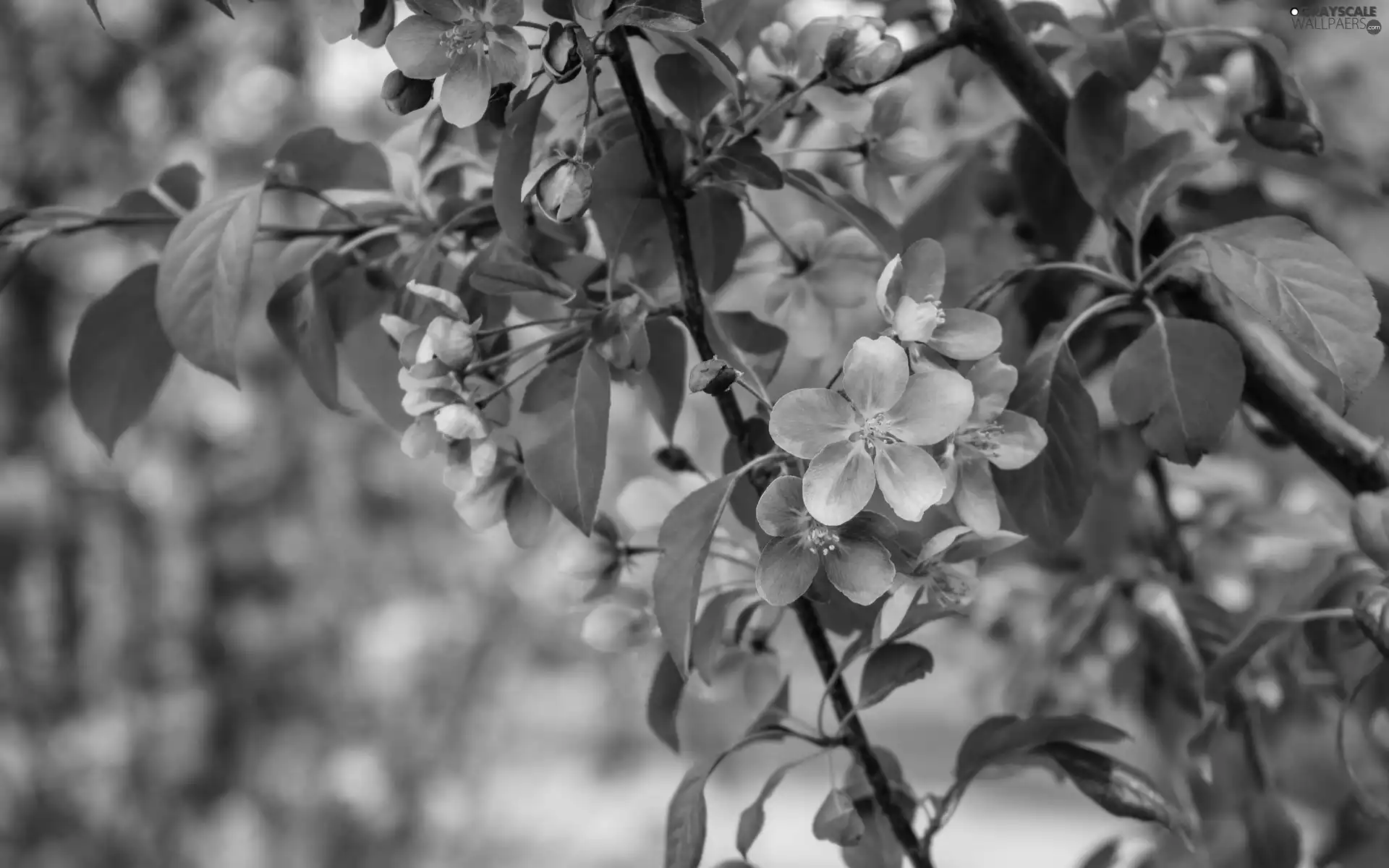 Fruit Tree, Flowers, branch, apple-tree