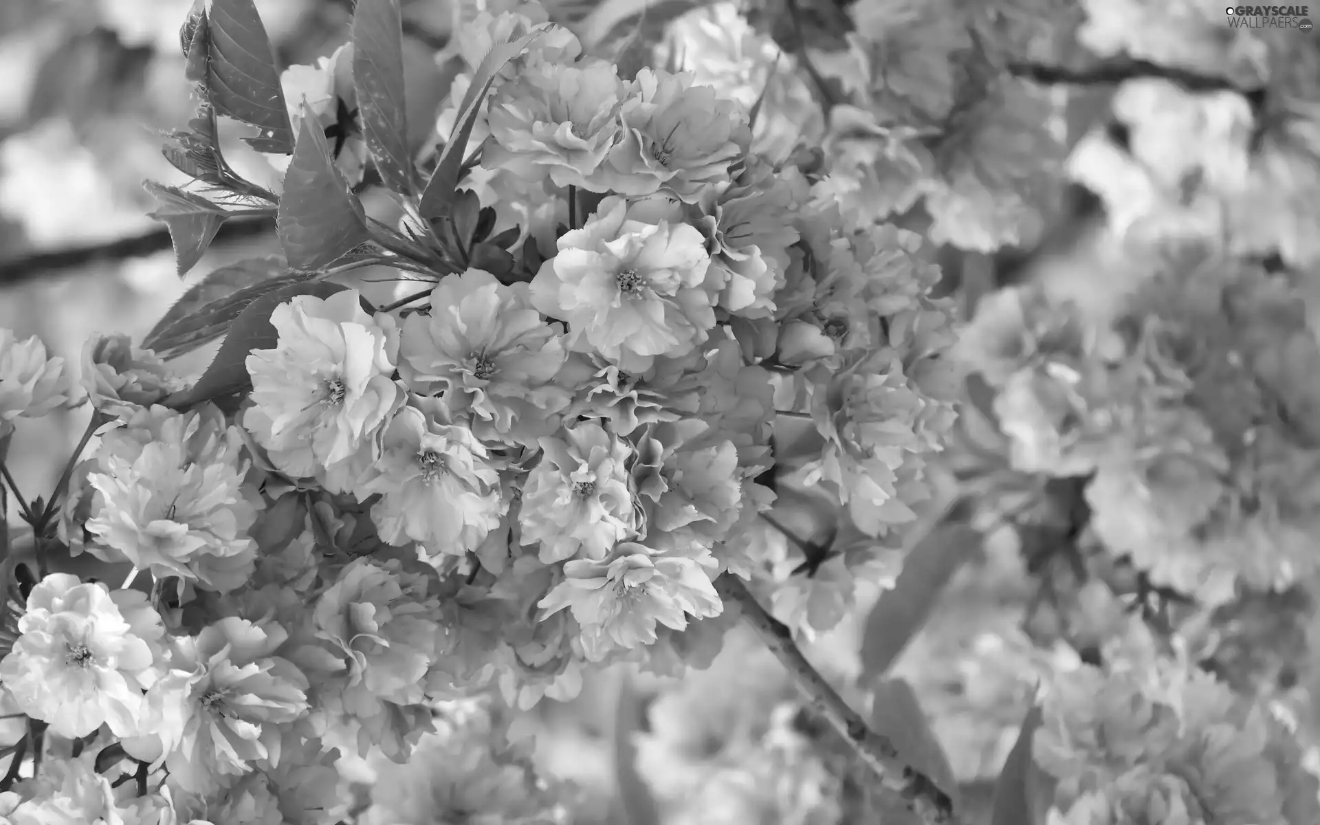 branch, flourishing, trees