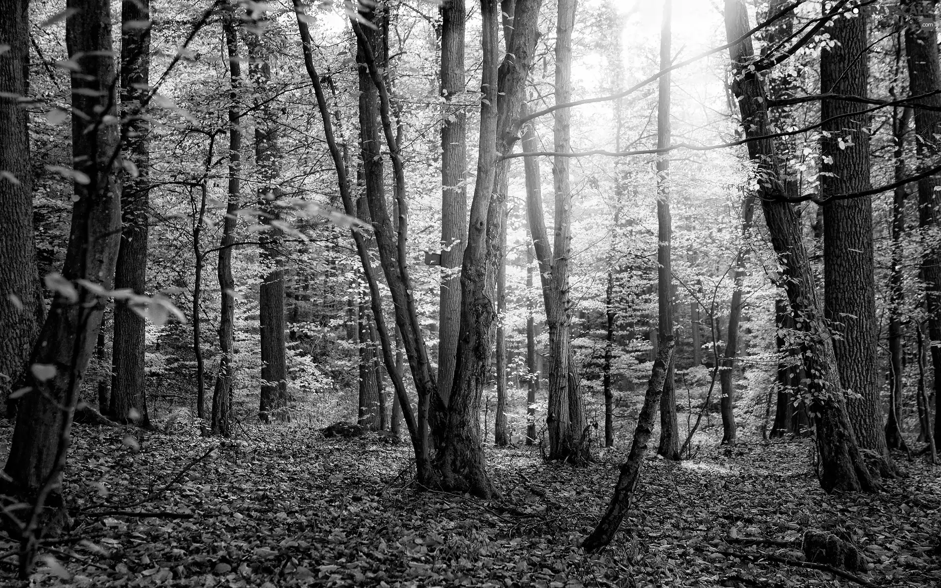 trees, Leaf, branch pics, viewes