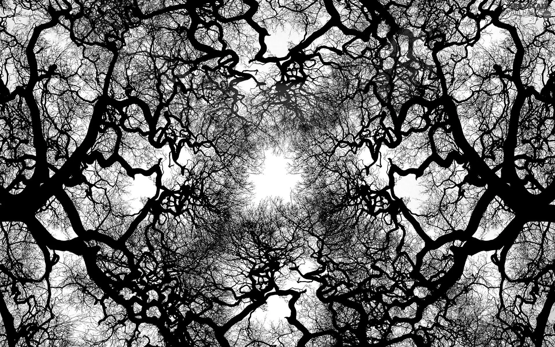 branch pics, trees