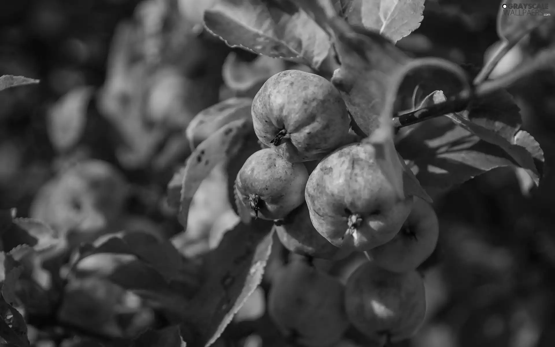 branch pics, apples, viewes, fruit, trees, Leaf