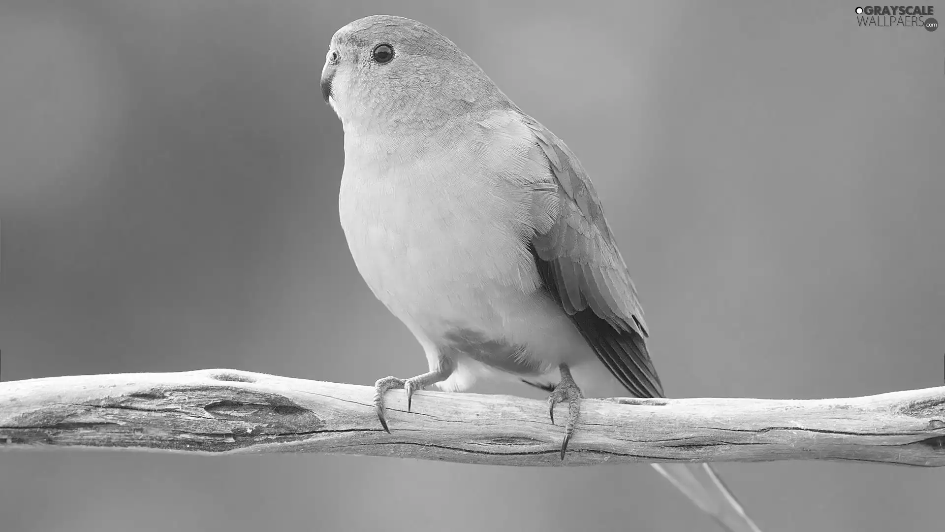 branch, parrot, Wavy