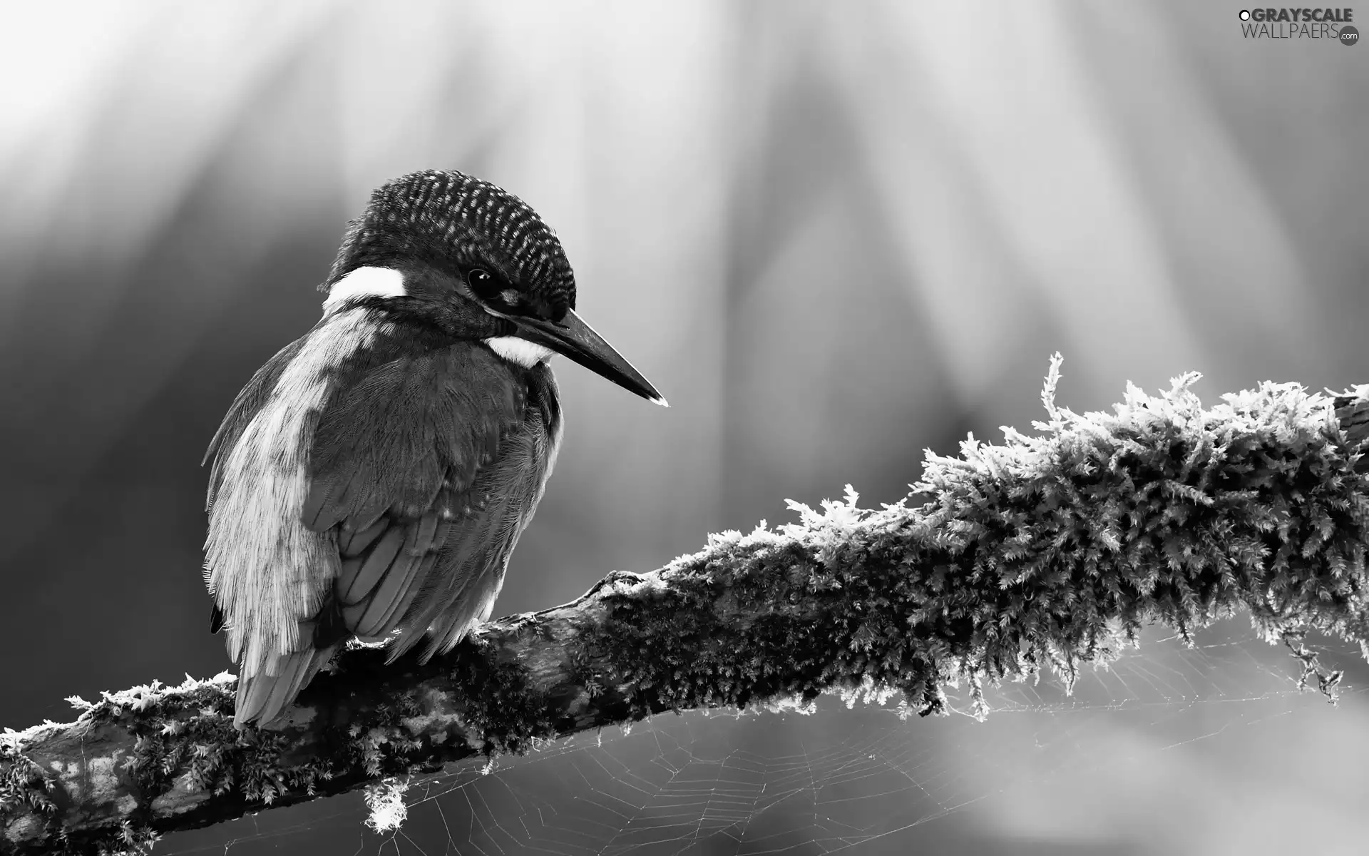 branch, Web, birdies, kingfisher, color