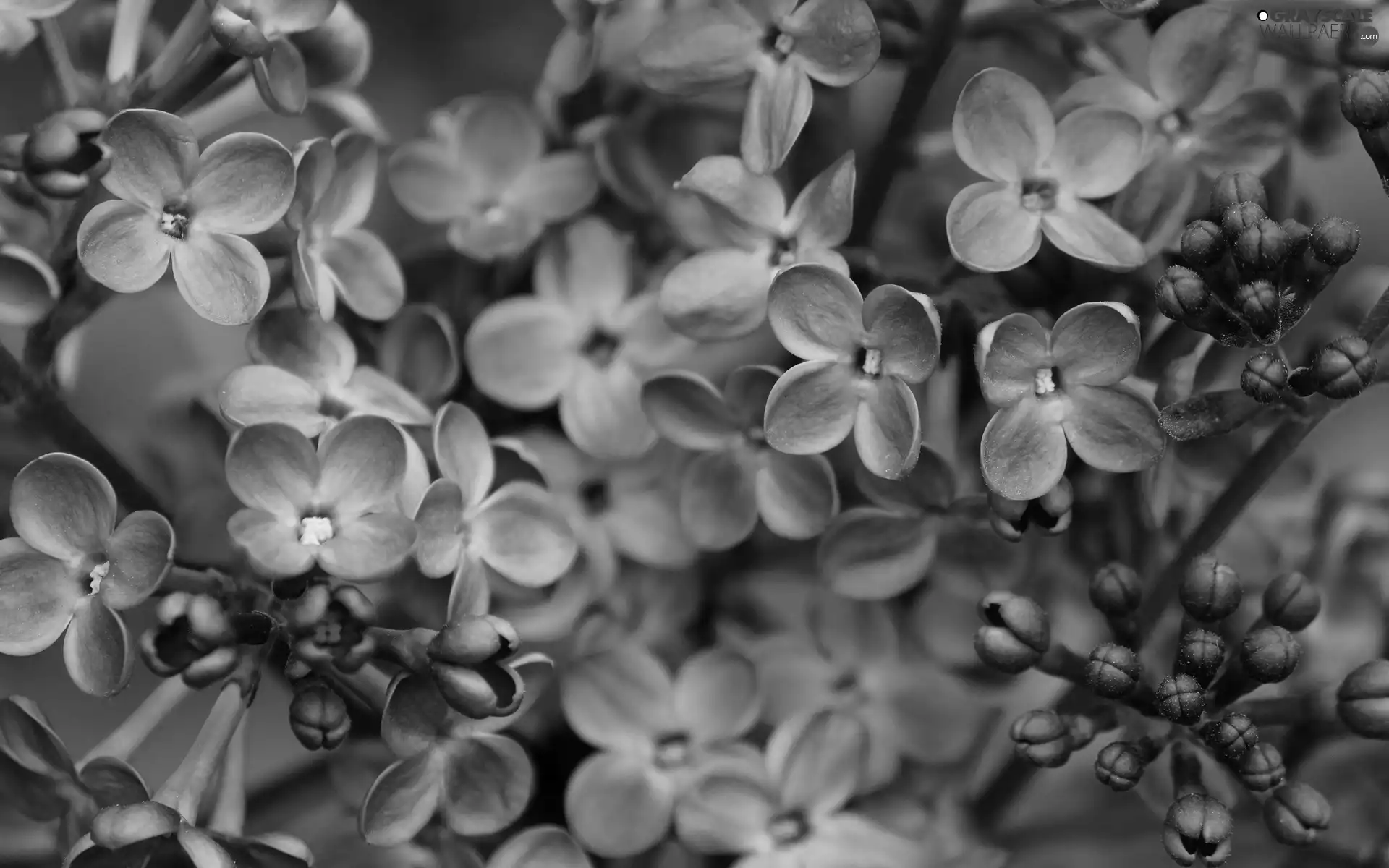 without, branch
