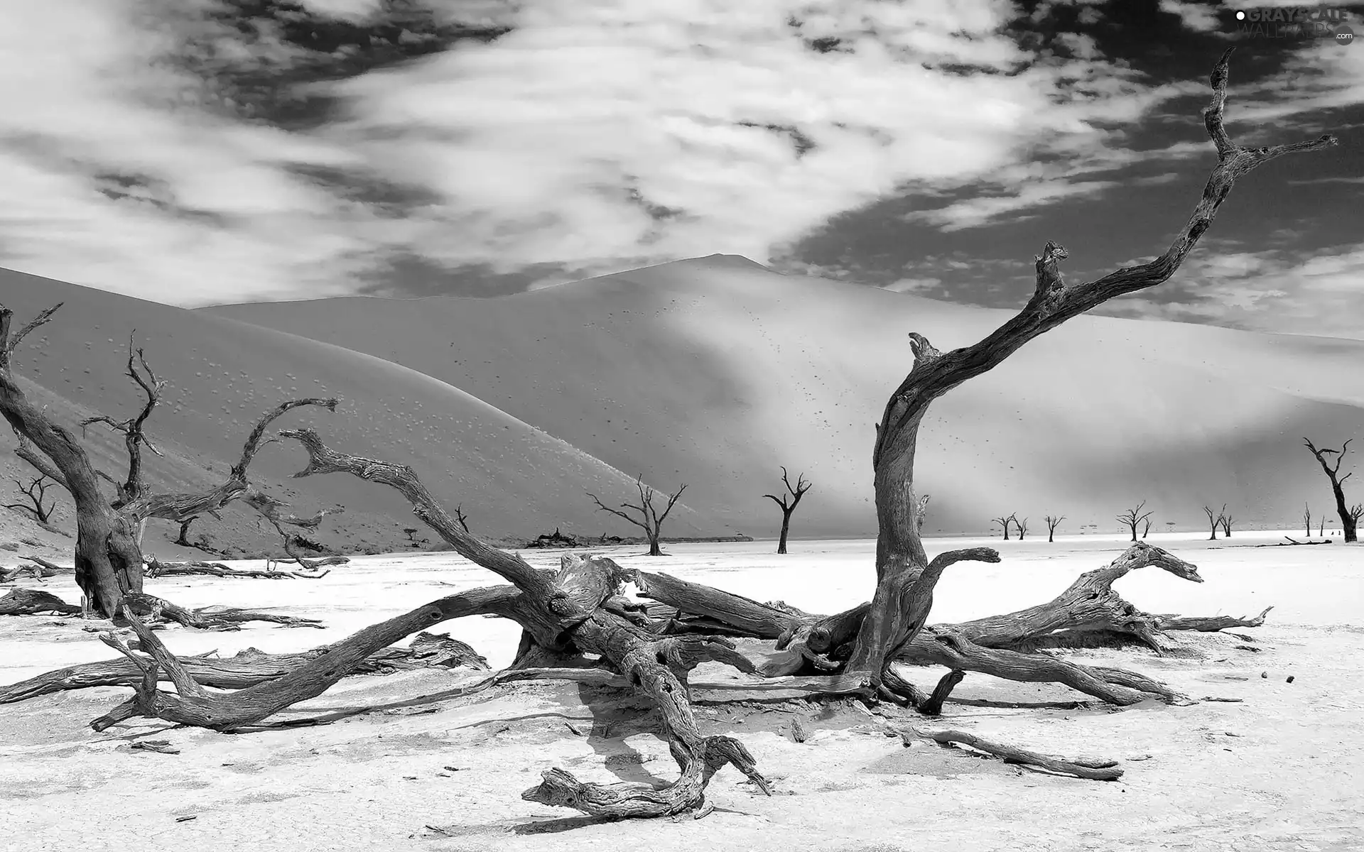 branches, Namibia, Dunes, dry, Desert