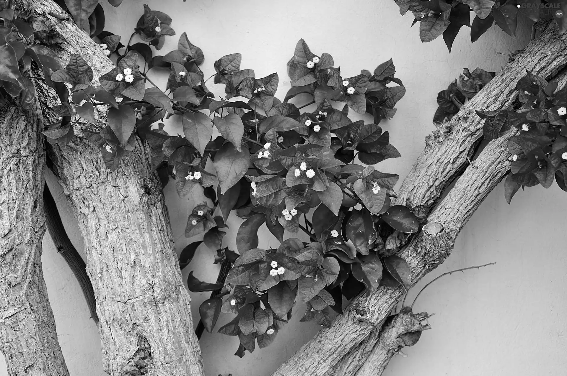 branches, Bougainvillea, wall