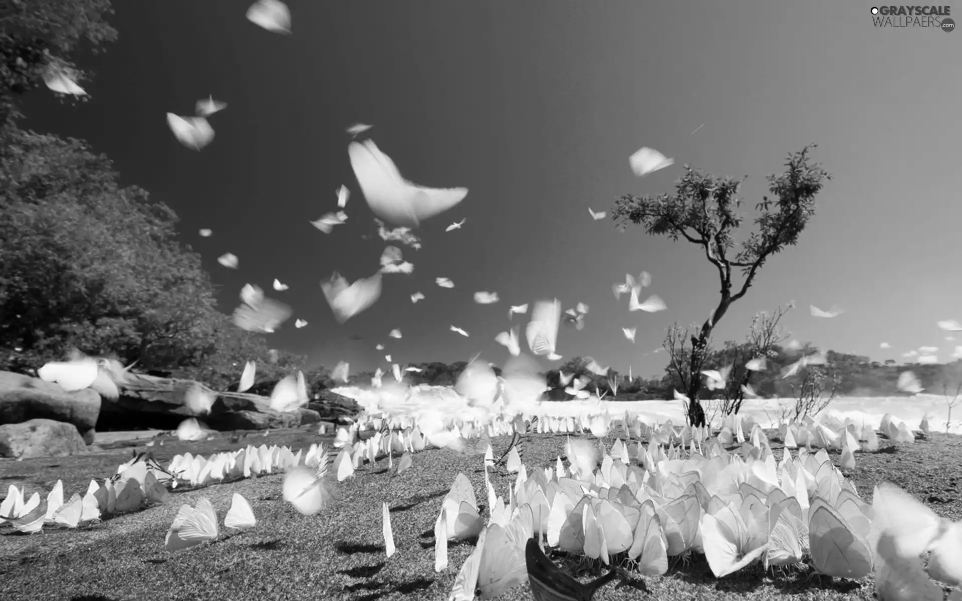 butterflies, National Park, Brazil, trees