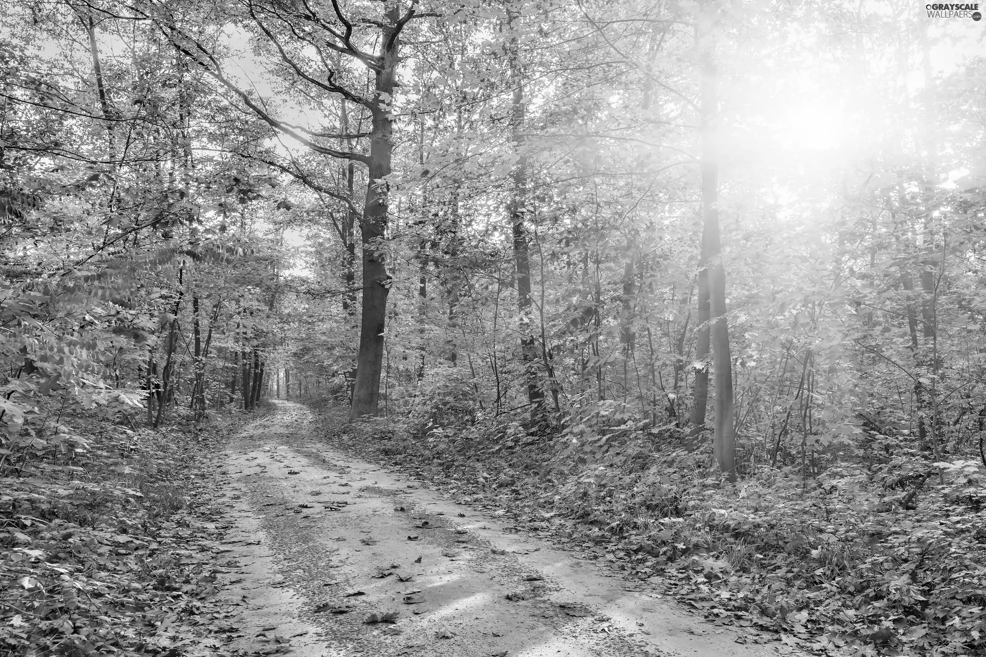 autumn, Path, light breaking through sky, forest