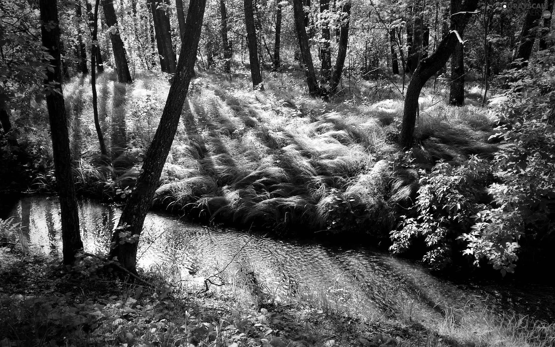 forest, River, light breaking through sky, Small