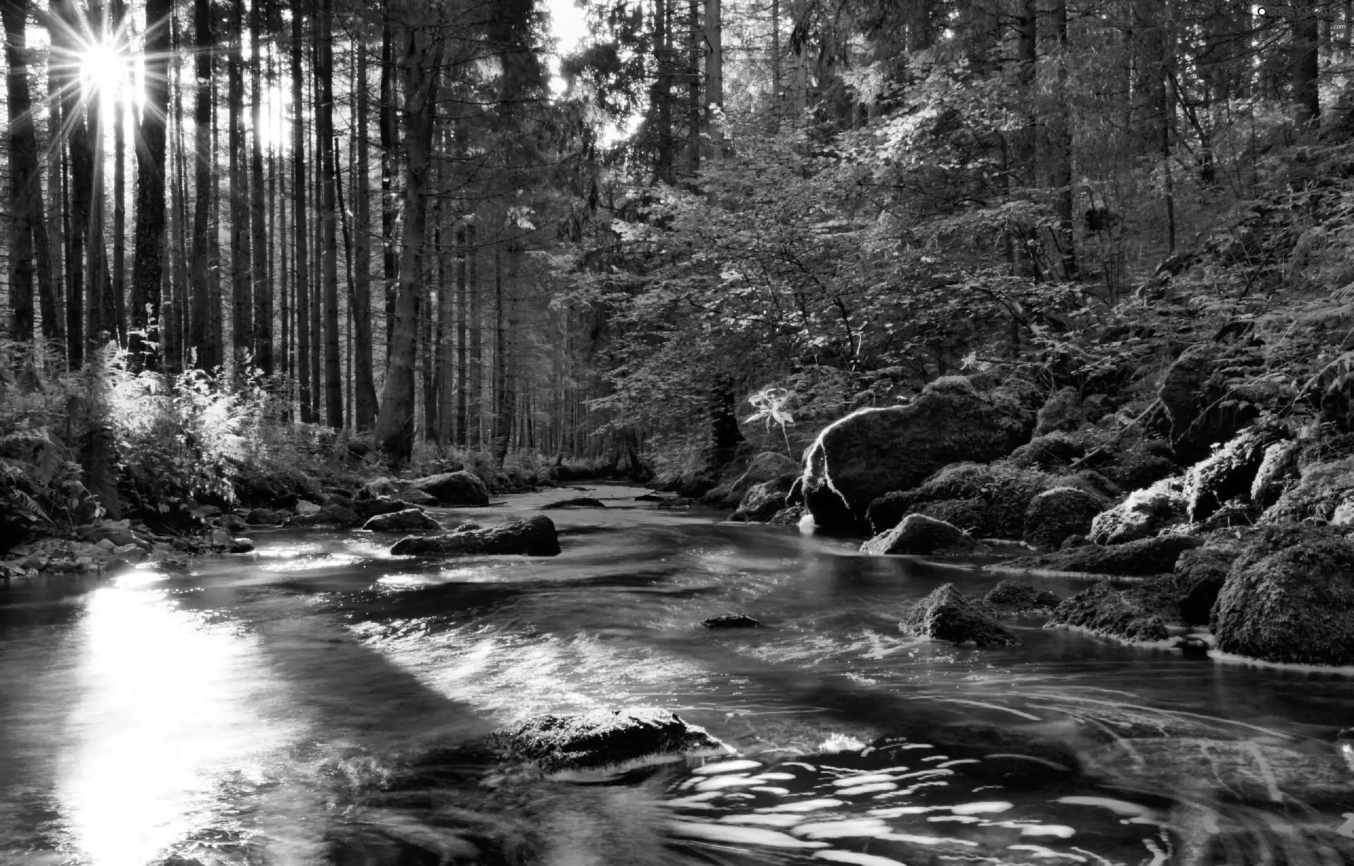 River, forest, light breaking through sky, Stones